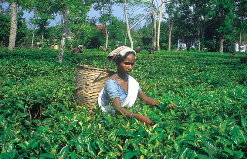 /Media/images/Product_Images/destinations/darjeeling/tea picking.jpg
